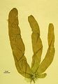 Asperococcus bullosus3